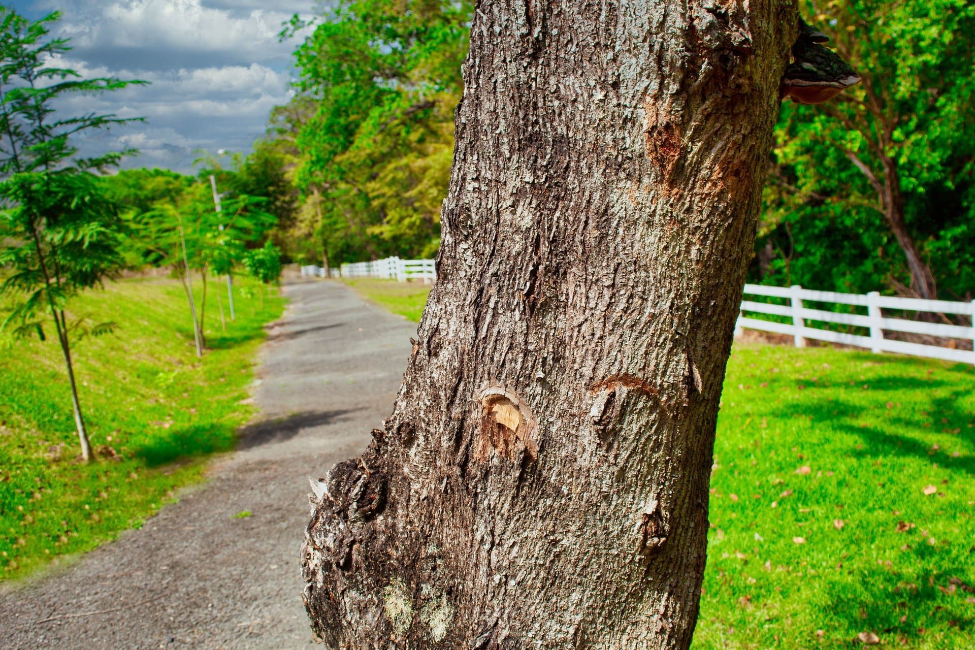 Sendero ecológico arbolado dentro de la comunidad