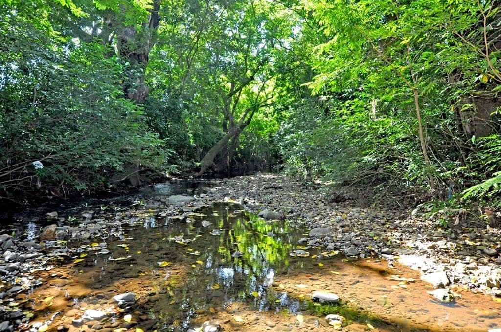 El Río Lagarto entre árboles, junto al sendero ecológico